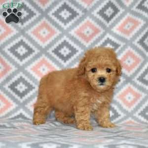 Peaches, Bich-Poo Puppy